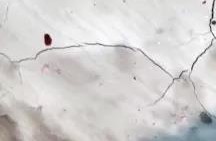 pg电子模拟器(中国游)官方网站